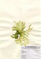 藏品(孔石蓴)的圖片